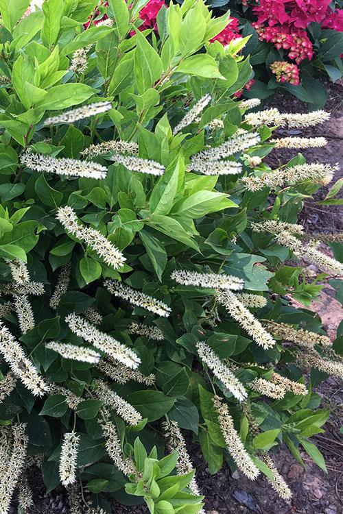 Itea Virginica 'merlot' - View 9 from www redcrocus com