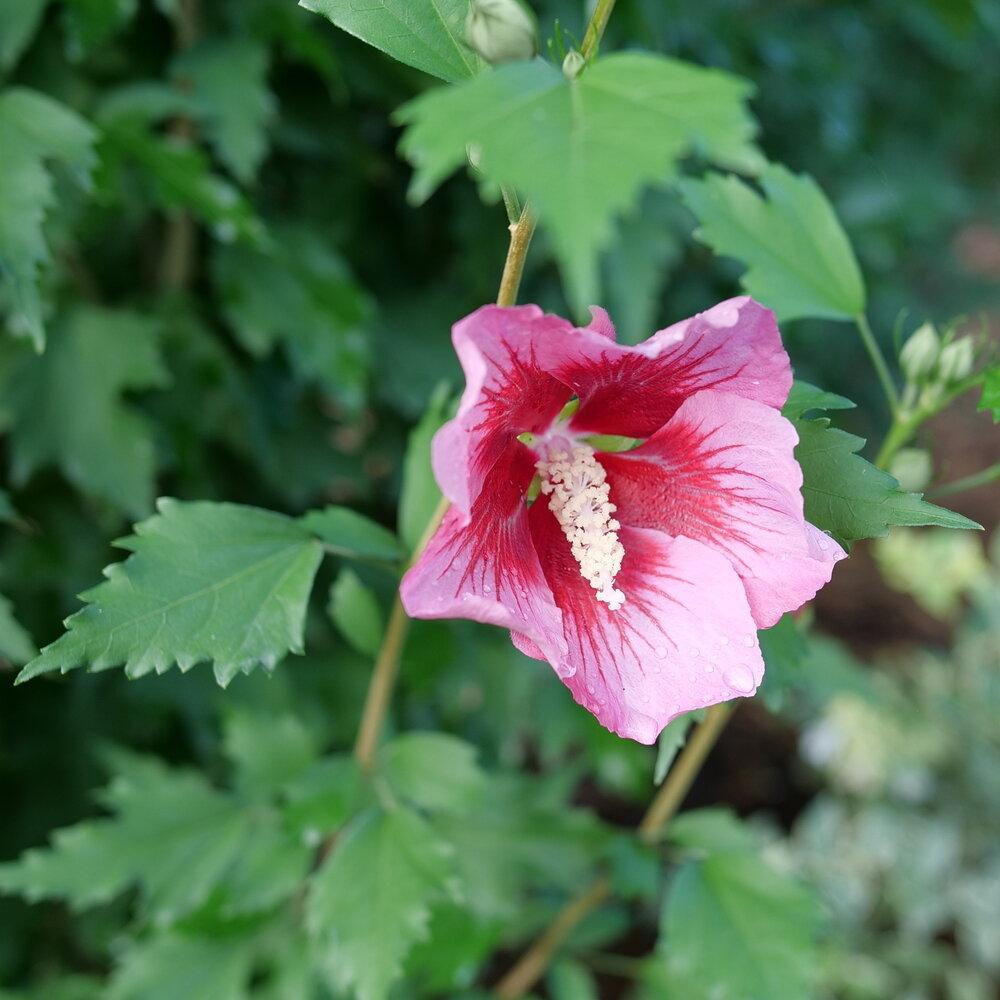 Hibiscus Syriacus 'red Pillar' - View 13 from www redcrocus com