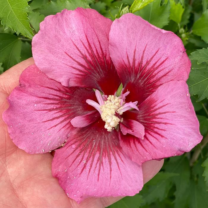 Hibiscus Syriacus 'red Pillar' - View 14 from www redcrocus com