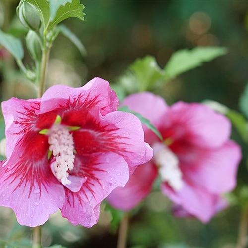 Hibiscus Syriacus 'red Pillar' - View 16 from www redcrocus com