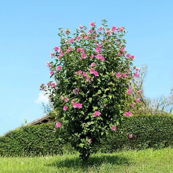 Hibiscus Syriacus 'red Pillar' - View 19 from www redcrocus com
