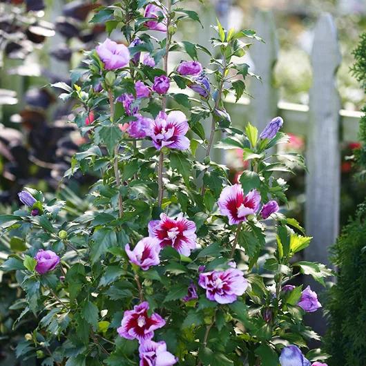 Hibiscus Syriacus 'red Pillar' - View 20 from www redcrocus com