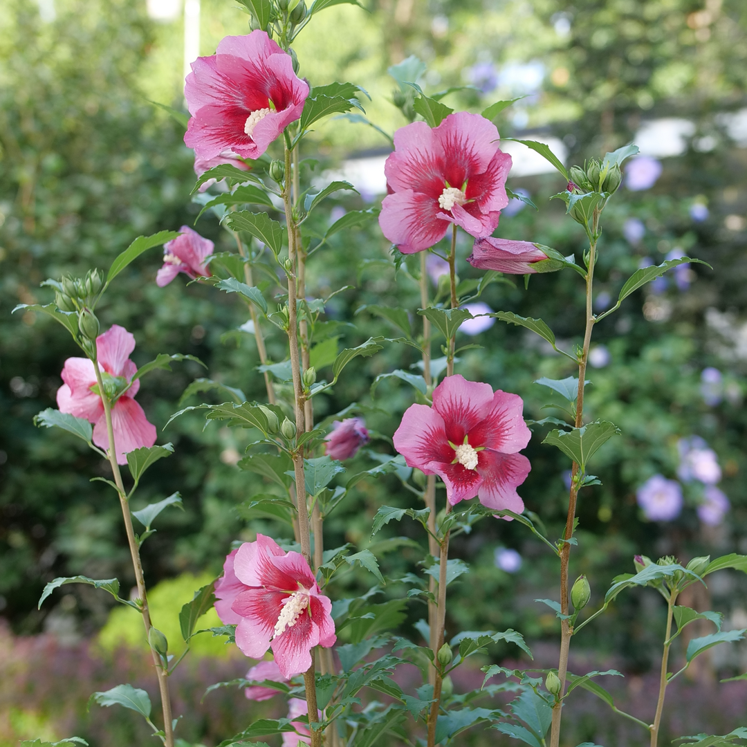 Hibiscus Syriacus 'red Pillar' - View 22 from www redcrocus com
