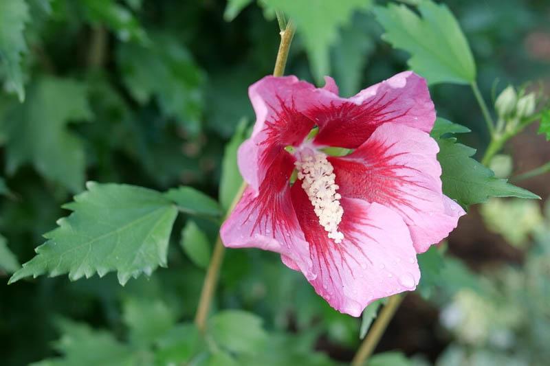 Hibiscus Syriacus 'red Pillar' - View 23 from www redcrocus com