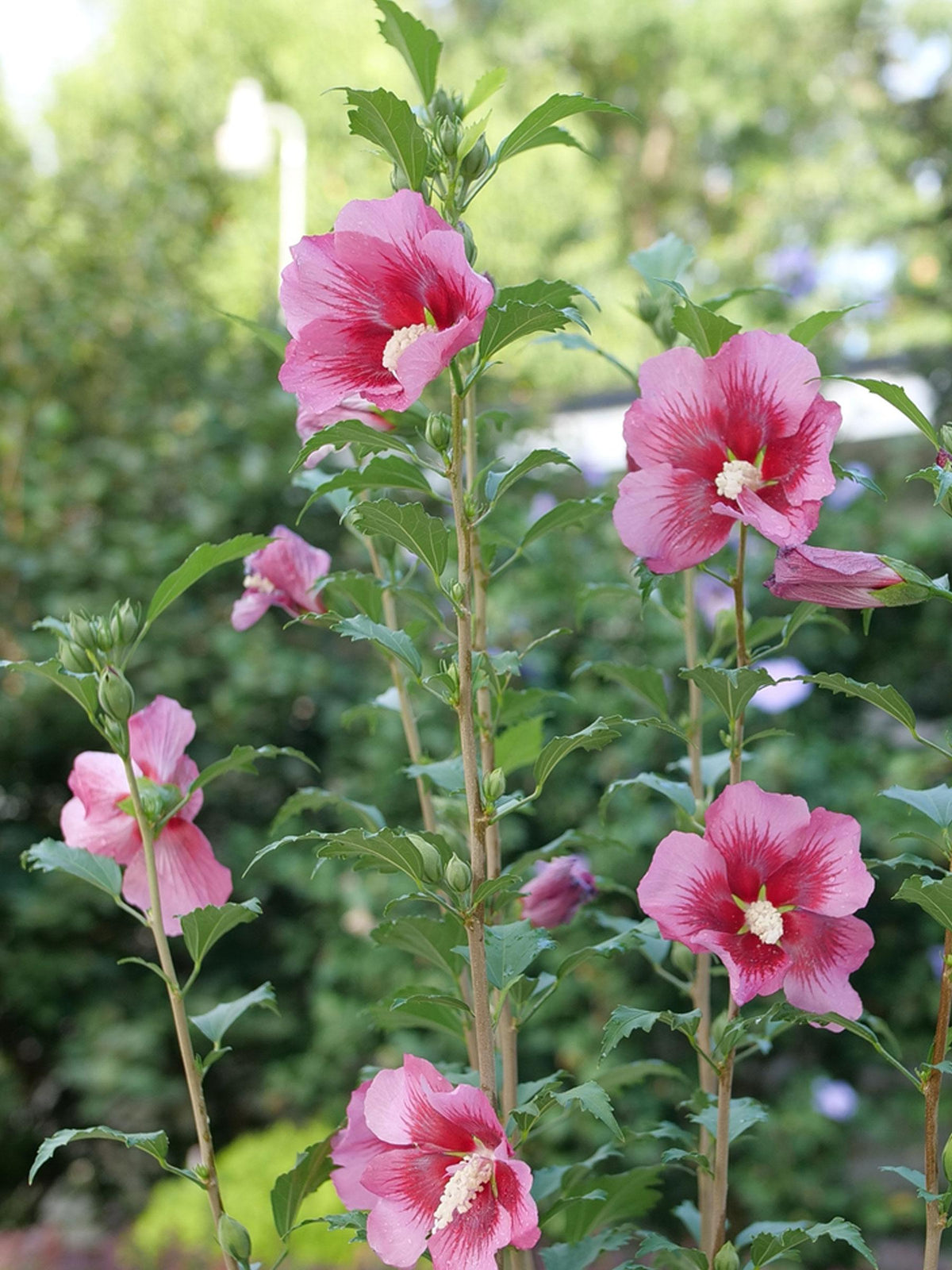 Hibiscus Syriacus 'red Pillar' - View 24 from www redcrocus com