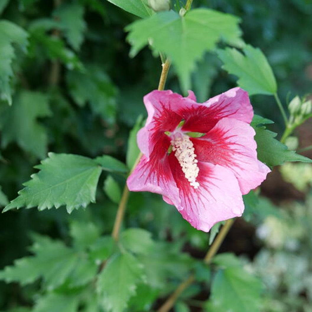 Hibiscus Syriacus 'red Pillar' - View 27 from www redcrocus com