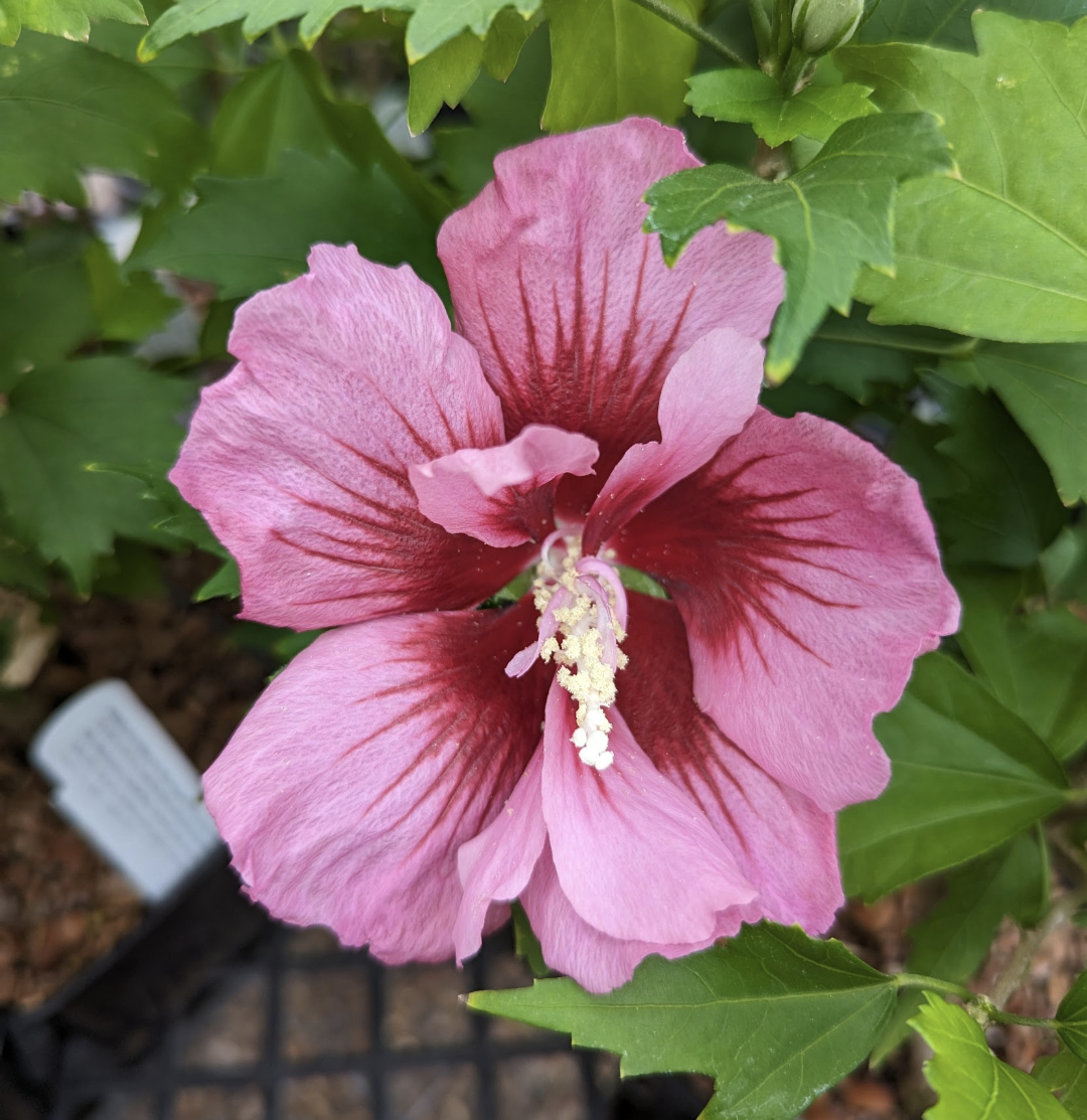 Hibiscus Syriacus 'red Pillar' - View 28 from www redcrocus com