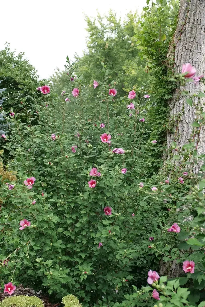 Hibiscus Syriacus 'red Pillar' - View 2 from www redcrocus com