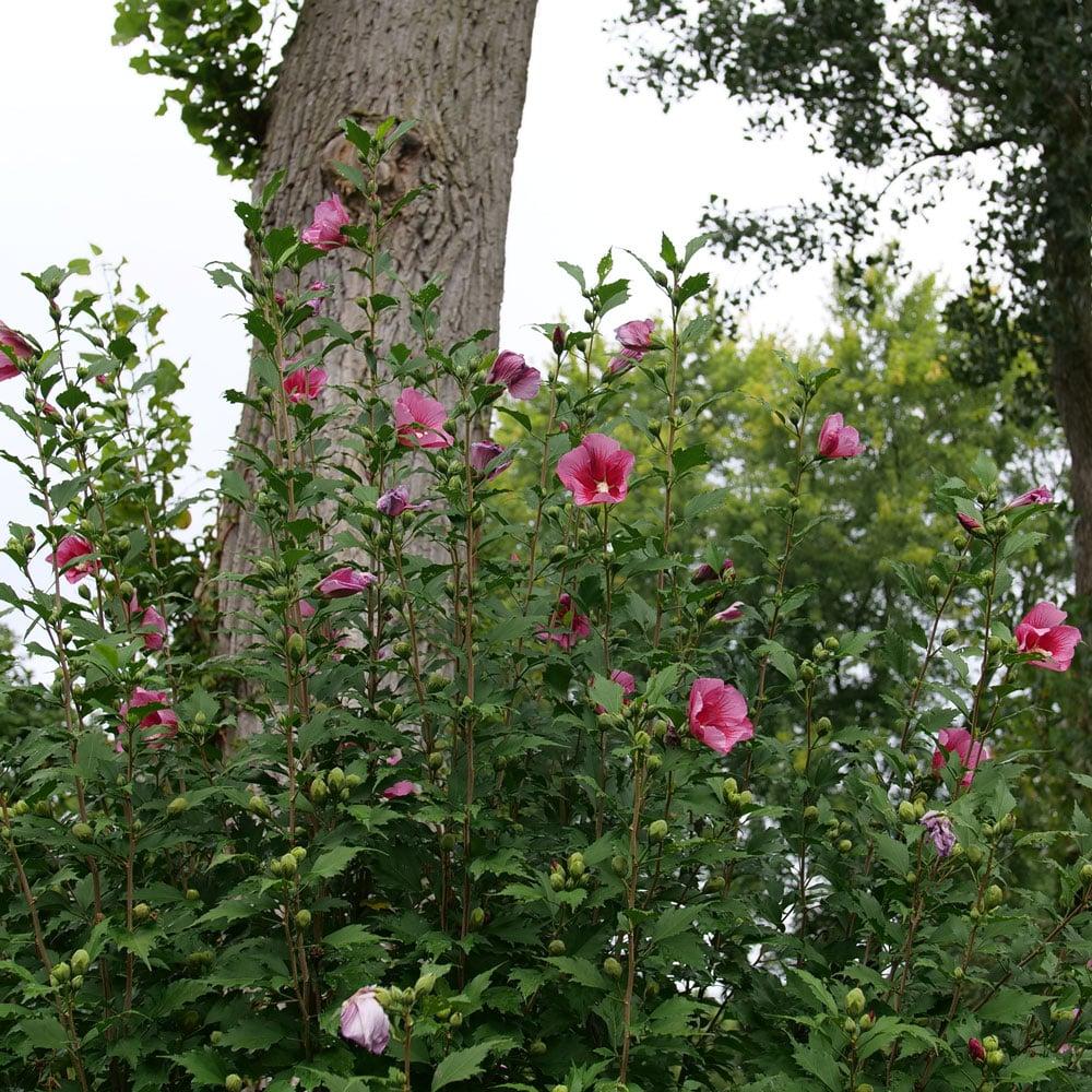 Hibiscus Syriacus 'red Pillar' - View 30 from www redcrocus com