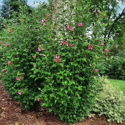 Hibiscus Syriacus 'red Pillar' - View 31 from www redcrocus com
