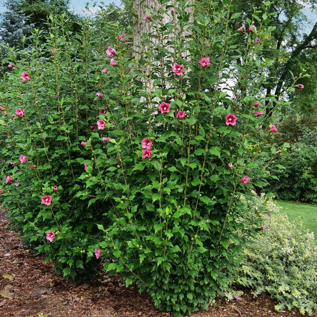 Hibiscus Syriacus 'red Pillar' - View 32 from www redcrocus com