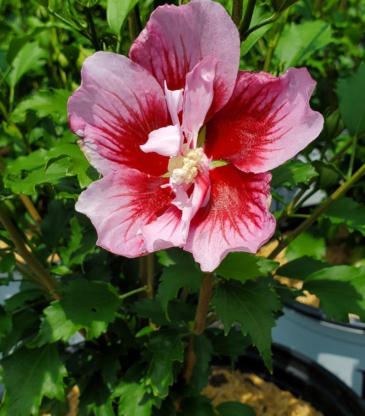 Hibiscus Syriacus 'red Pillar' - View 33 from www redcrocus com