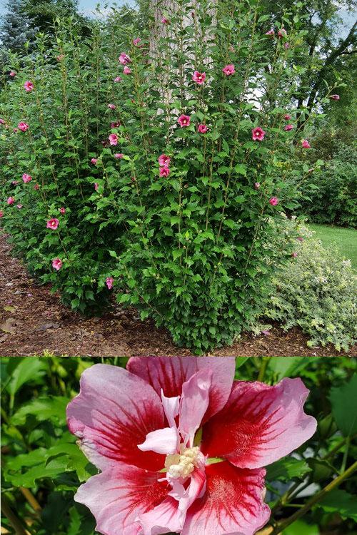 Hibiscus Syriacus 'red Pillar' - View 34 from www redcrocus com