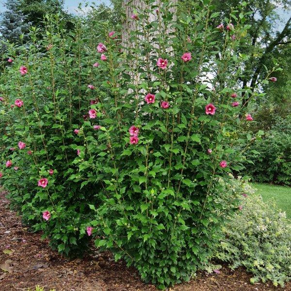 Hibiscus Syriacus 'red Pillar' - View 35 from www redcrocus com
