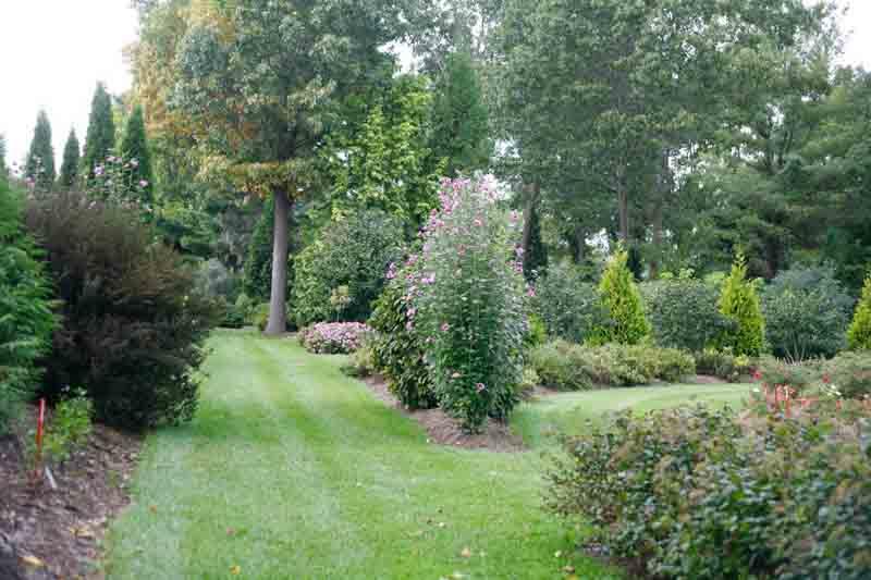 Hibiscus Syriacus 'red Pillar' - View 36 from www redcrocus com