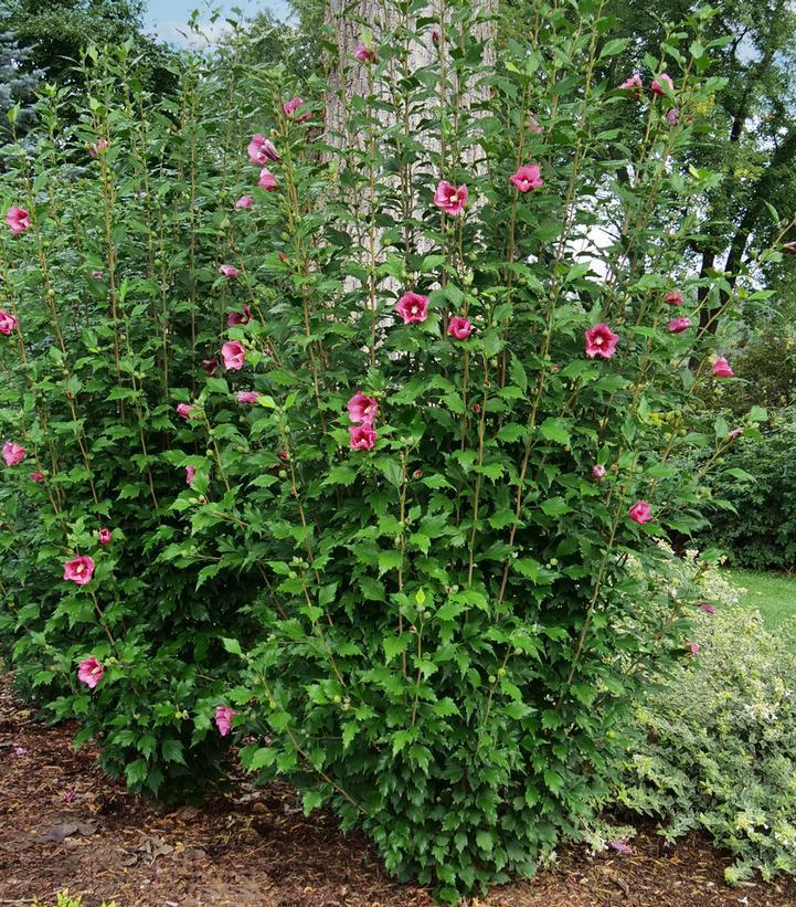 Hibiscus Syriacus 'red Pillar' - View 37 from www redcrocus com