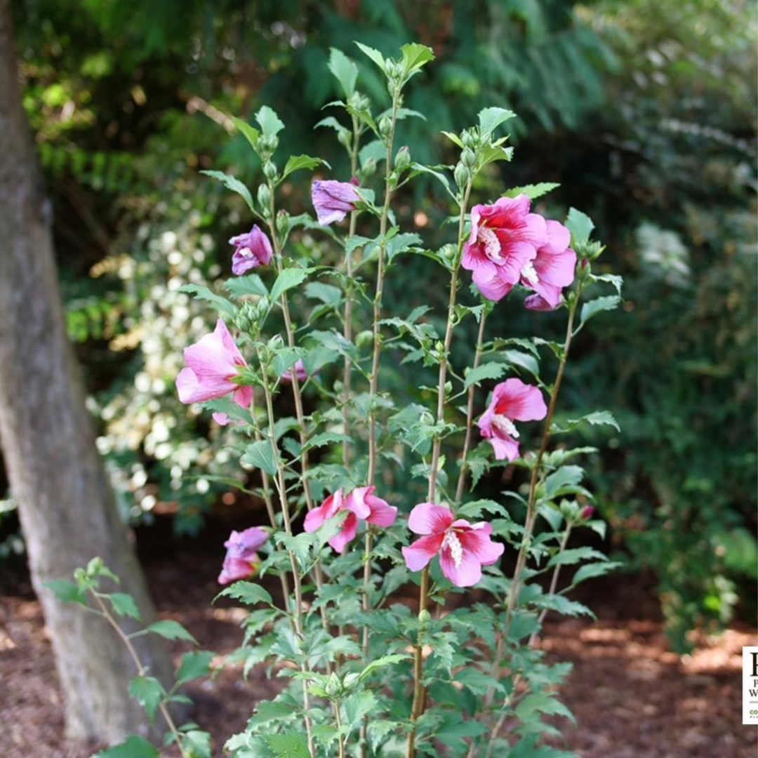 Hibiscus Syriacus 'red Pillar' - View 39 from www redcrocus com