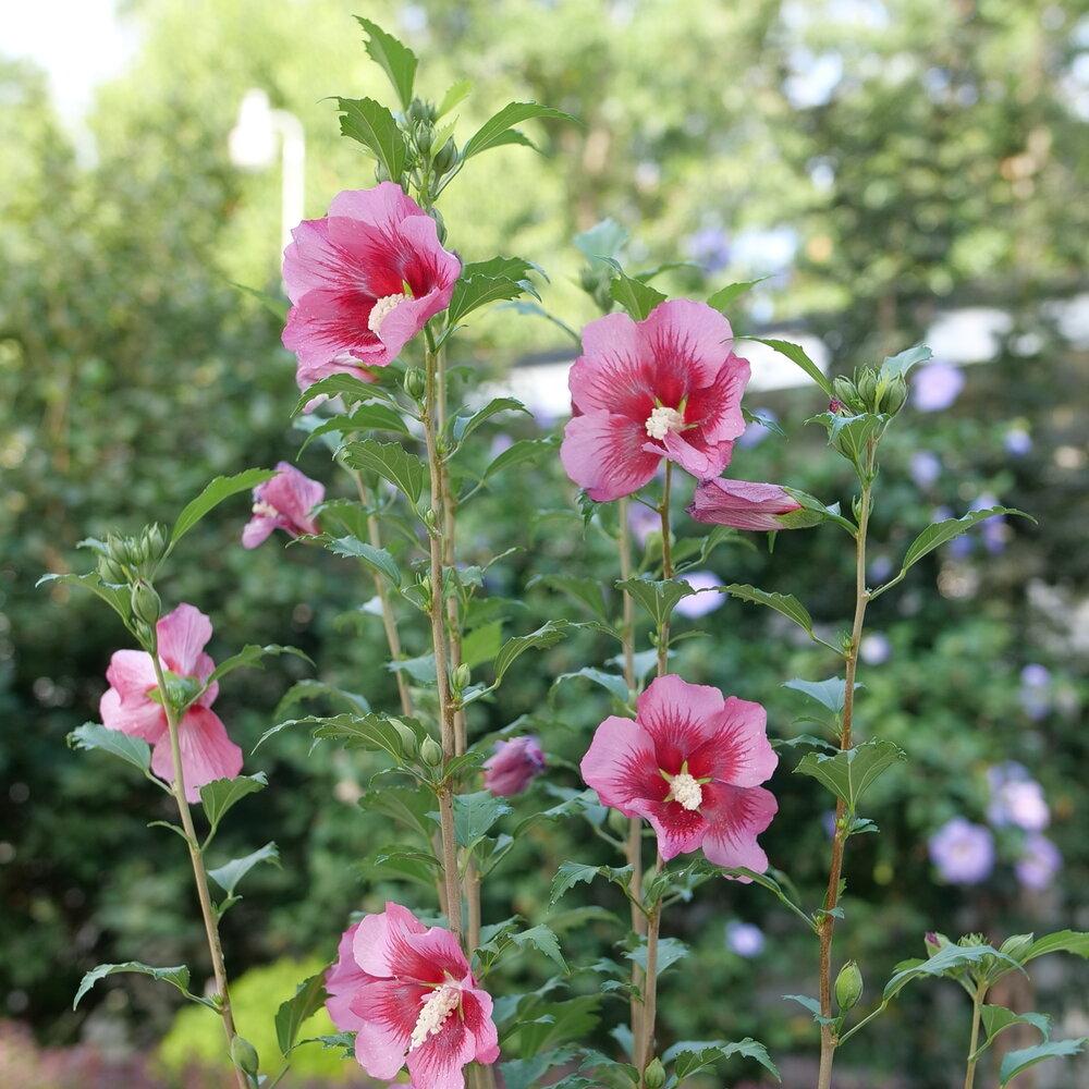 Hibiscus Syriacus 'red Pillar' - View 4 from www redcrocus com