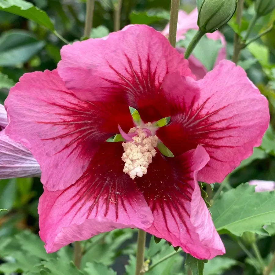Hibiscus Syriacus 'red Pillar' - View 6 from www redcrocus com