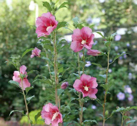 Hibiscus Syriacus 'red Pillar' - View 7 from www redcrocus com