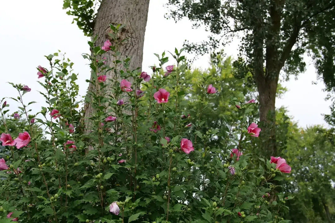 Hibiscus Syriacus 'red Pillar' - View 9 from www redcrocus com