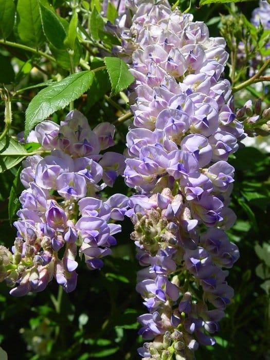 Wisteria Macrostachya 'aunt Dee' - View 10 from www redcrocus com