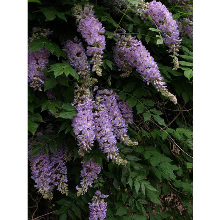 Wisteria Macrostachya 'aunt Dee' - View 12 from www redcrocus com