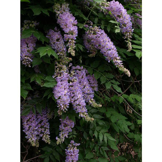 Wisteria Macrostachya 'aunt Dee' - View 12 from www redcrocus com