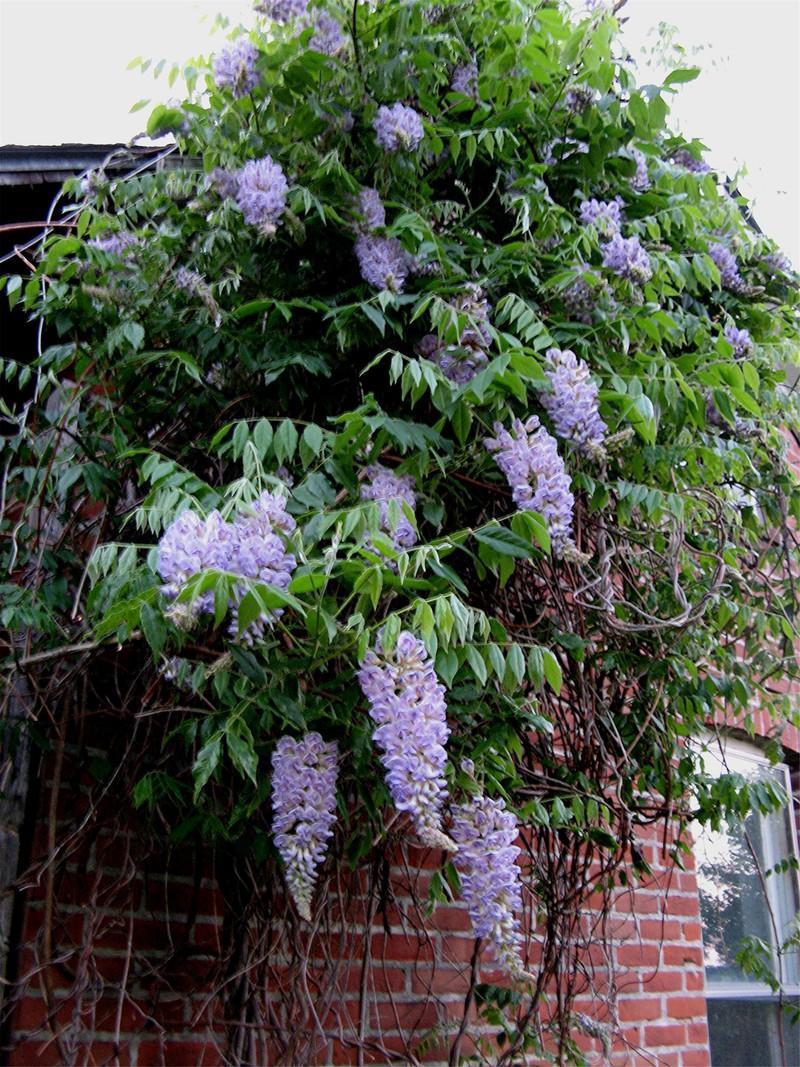 Wisteria Macrostachya 'aunt Dee' - View 13 from www redcrocus com