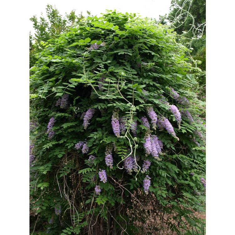 Wisteria Macrostachya 'aunt Dee' - View 14 from www redcrocus com