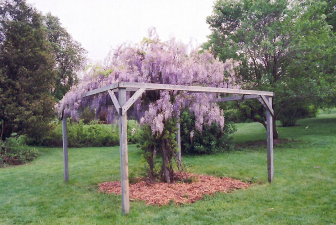Wisteria Macrostachya 'aunt Dee' - View 15 from www redcrocus com