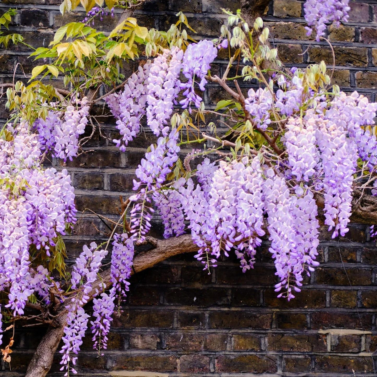 Wisteria Macrostachya 'aunt Dee' - View 16 from www redcrocus com