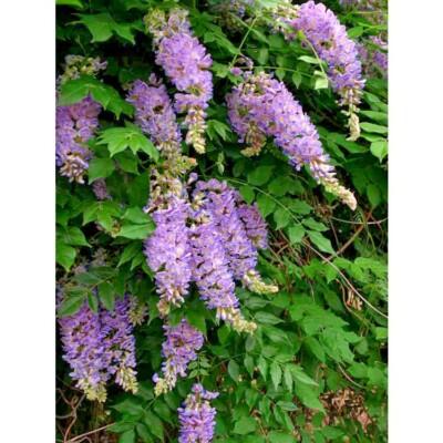 Wisteria Macrostachya 'aunt Dee' - View 18 from www redcrocus com