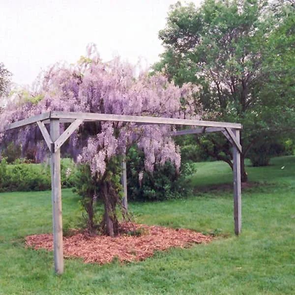 Wisteria Macrostachya 'aunt Dee' - View 19 from www redcrocus com