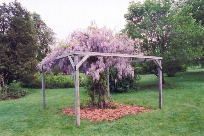 Wisteria Macrostachya 'aunt Dee' - View 1 from www redcrocus com