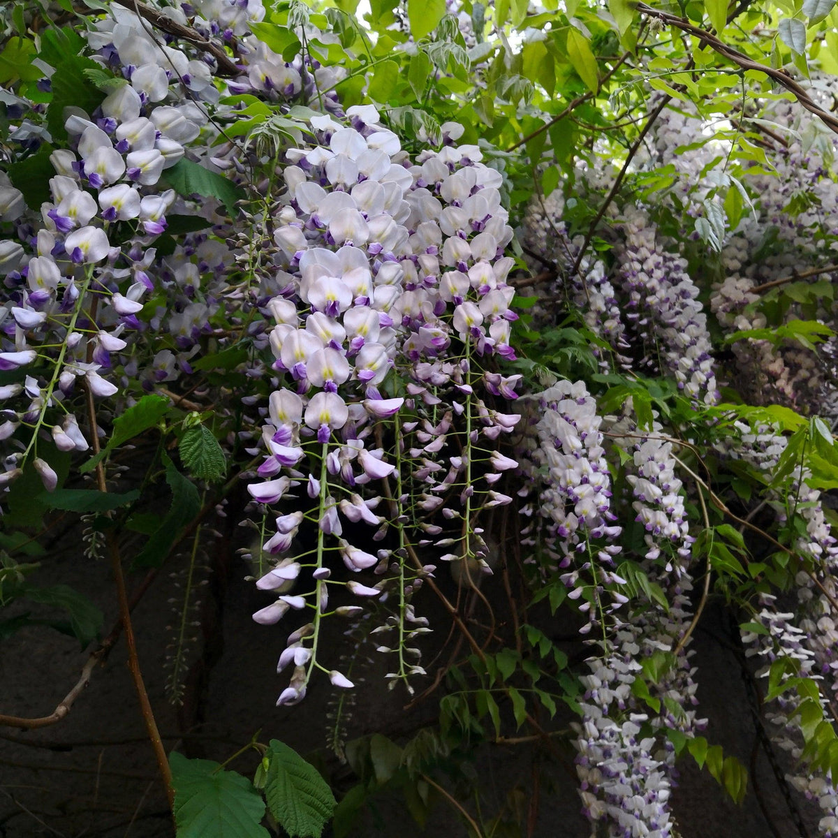 Wisteria Macrostachya 'aunt Dee' - View 20 from www redcrocus com