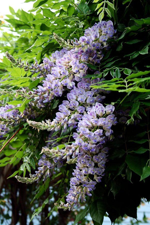 Wisteria Macrostachya 'aunt Dee' - View 21 from www redcrocus com