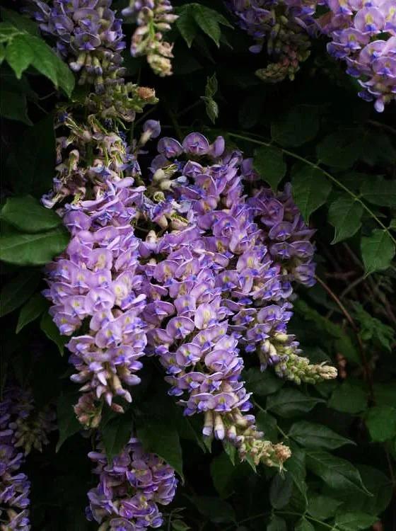Wisteria Macrostachya 'aunt Dee' - View 23 from www redcrocus com