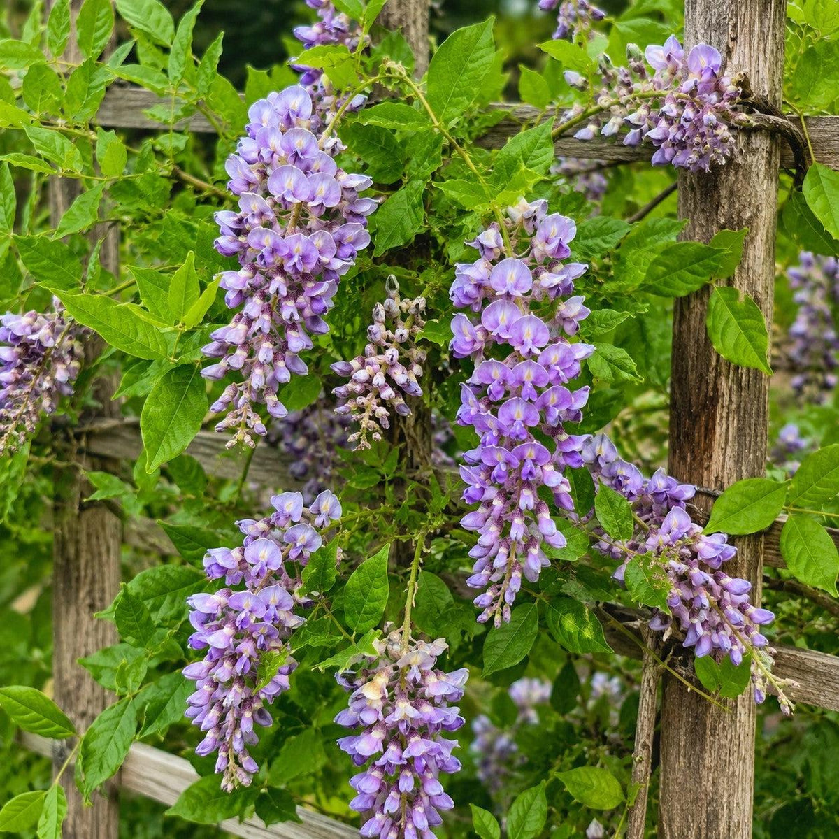 Wisteria Macrostachya 'aunt Dee' - View 24 from www redcrocus com