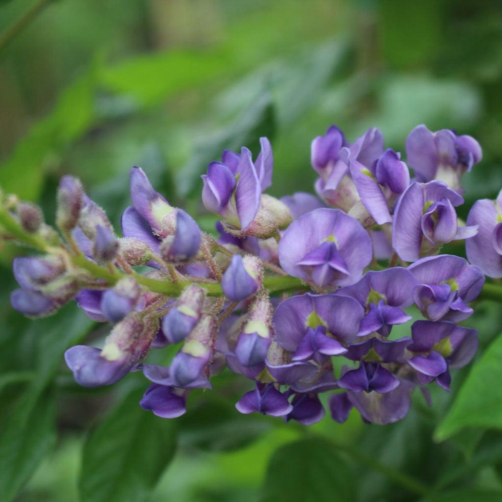 Wisteria Macrostachya 'aunt Dee' - View 25 from www redcrocus com