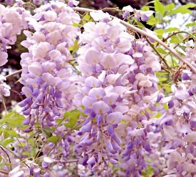 Wisteria Macrostachya 'aunt Dee' - View 27 from www redcrocus com