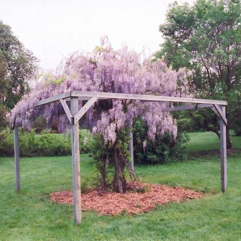 Wisteria Macrostachya 'aunt Dee' - View 28 from www redcrocus com