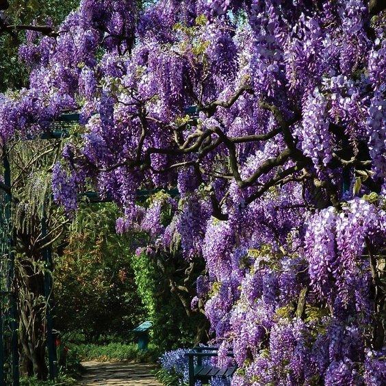 Wisteria Macrostachya 'aunt Dee' - View 2 from www redcrocus com