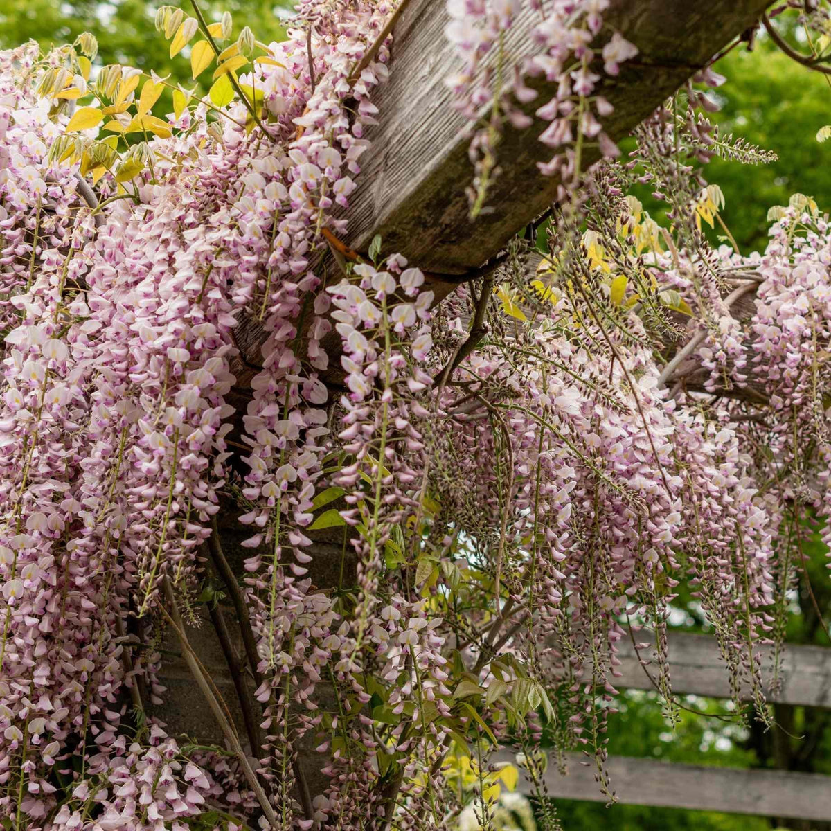 Wisteria Macrostachya 'aunt Dee' - View 30 from www redcrocus com