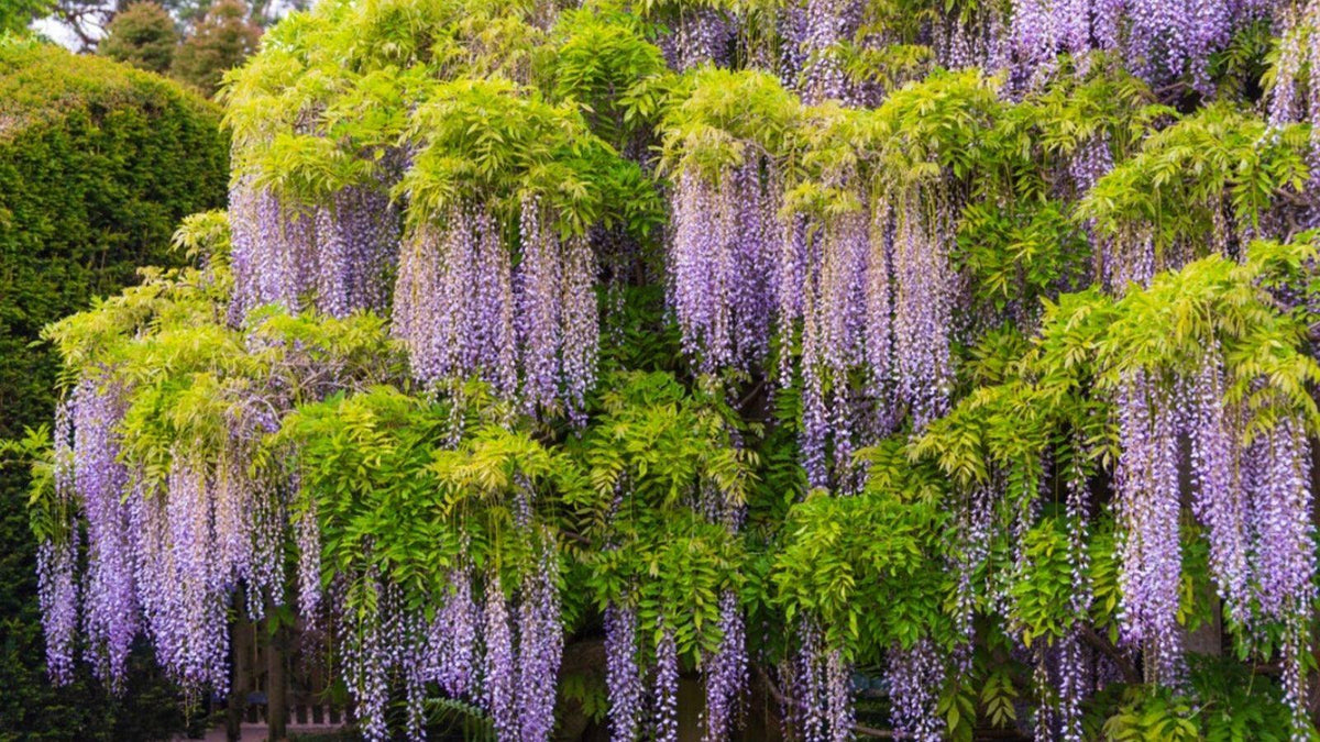 Wisteria Macrostachya 'aunt Dee' - View 31 from www redcrocus com