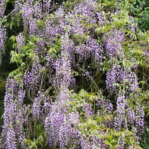 Wisteria Macrostachya 'aunt Dee' - View 32 from www redcrocus com