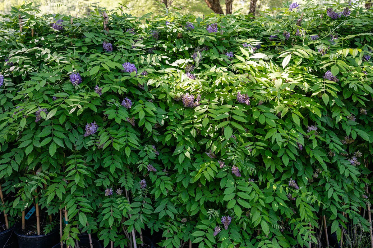 Wisteria Macrostachya 'aunt Dee' - View 33 from www redcrocus com