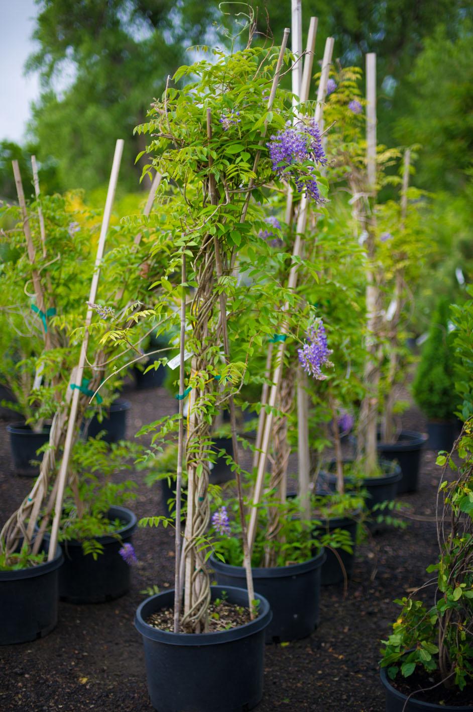 Wisteria Macrostachya 'aunt Dee' - View 34 from www redcrocus com