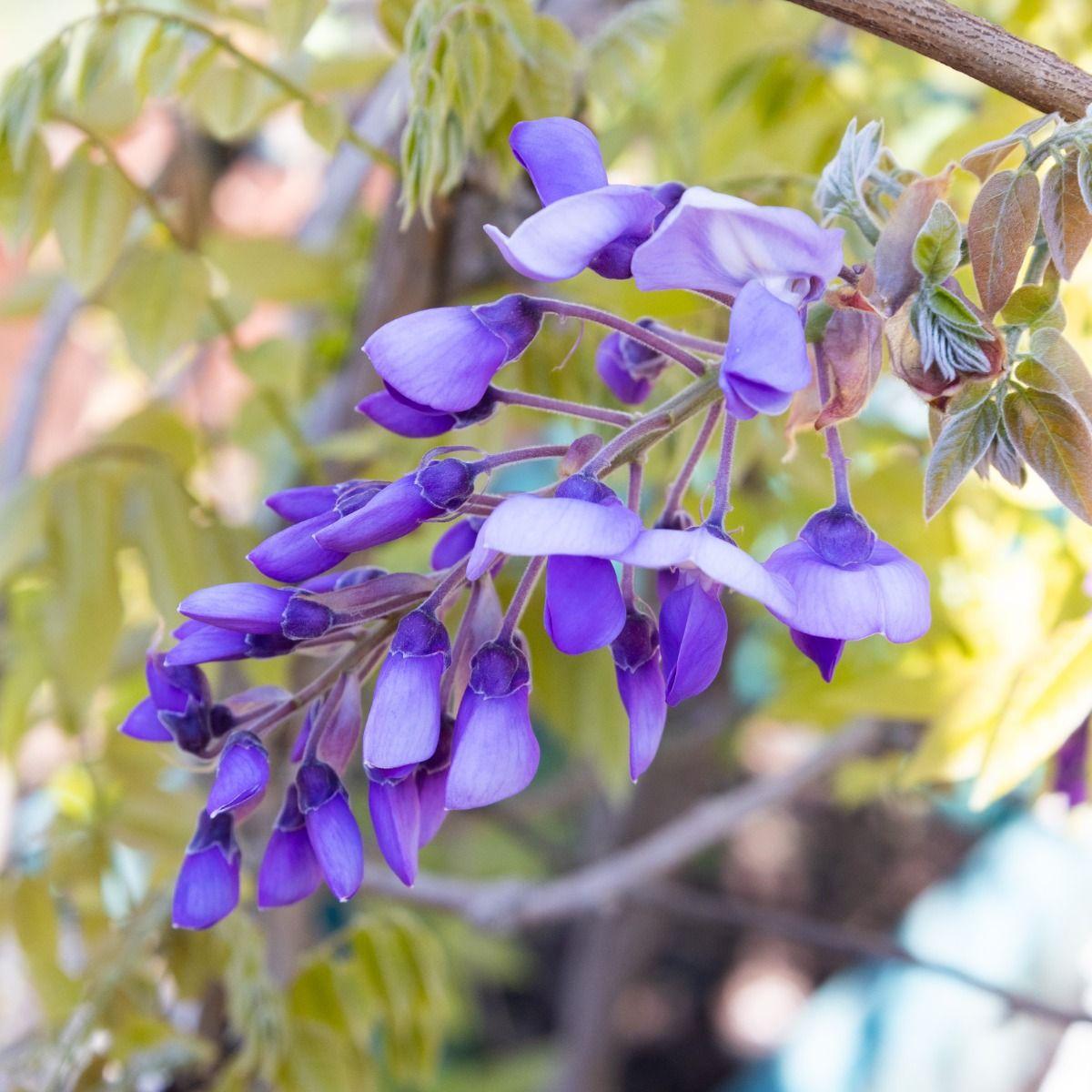 Wisteria Macrostachya 'aunt Dee' - View 35 from www redcrocus com