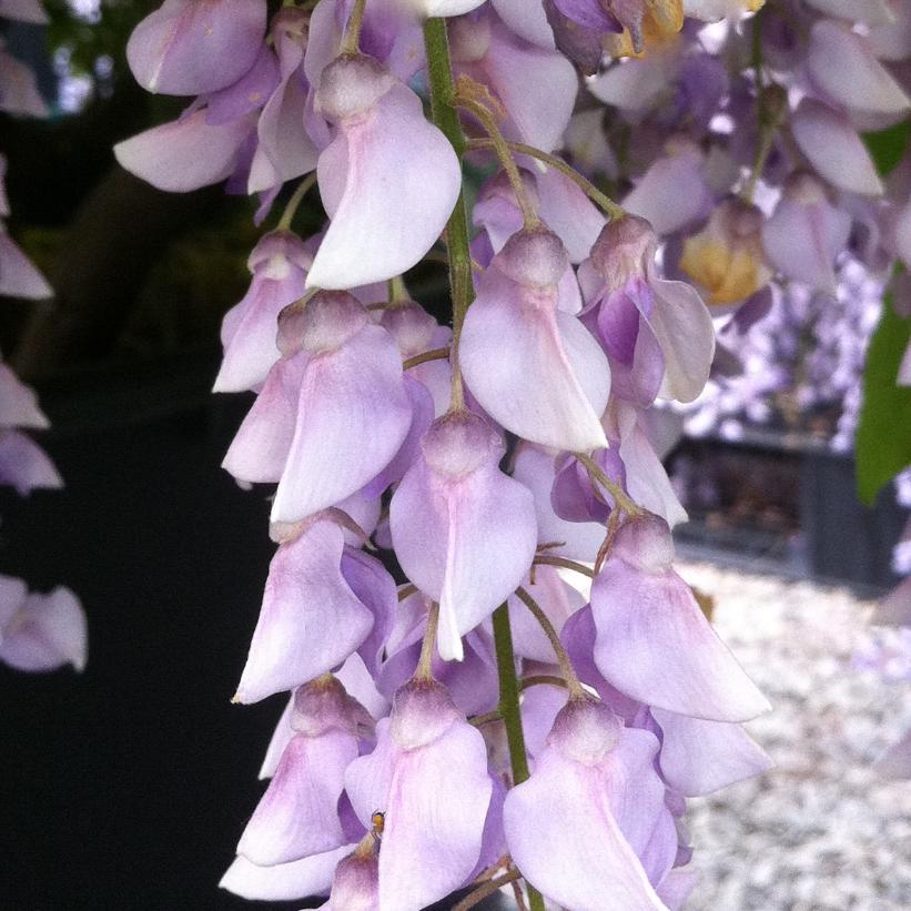 Wisteria Macrostachya 'aunt Dee' - View 3 from www redcrocus com